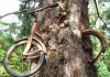 Termszeti csoda felzablta a fa a biciklit fot