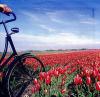 Holland kerkprtra a tulipnok fldjn Kezd kerkpros trzknak is ajnljuk